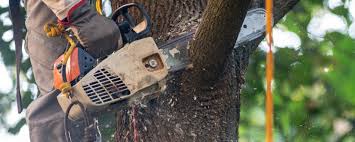 How Our Tree Care Process Works  in  Youngstown, NY